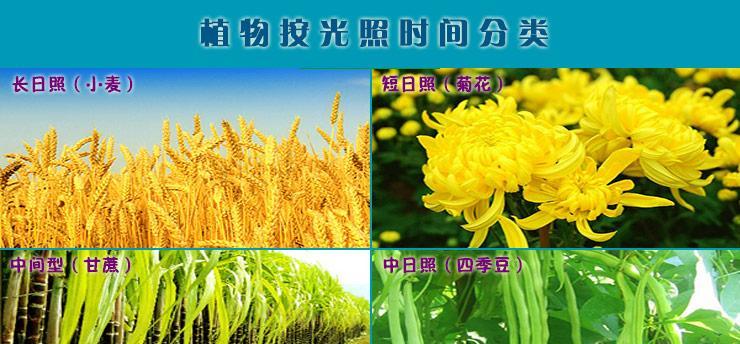 遮光实验对植物生长的影响是什么？