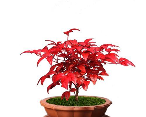低矮的茶几盆栽怎么养护？茶几盆栽的日常护理技巧是什么？