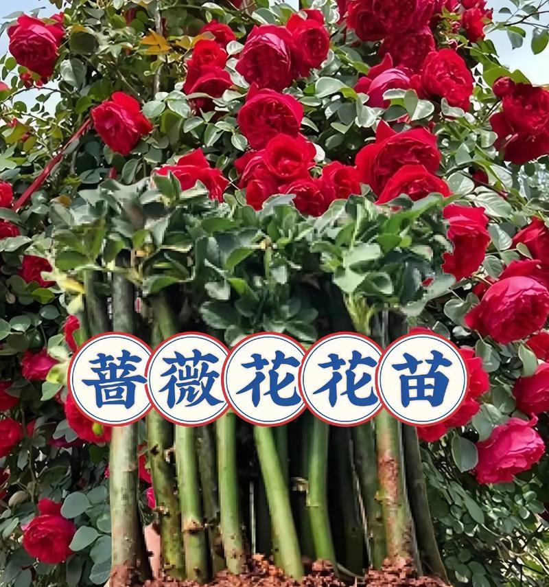 浪漫适合种的花卉品种是什么？它们有哪些独特的花语？
