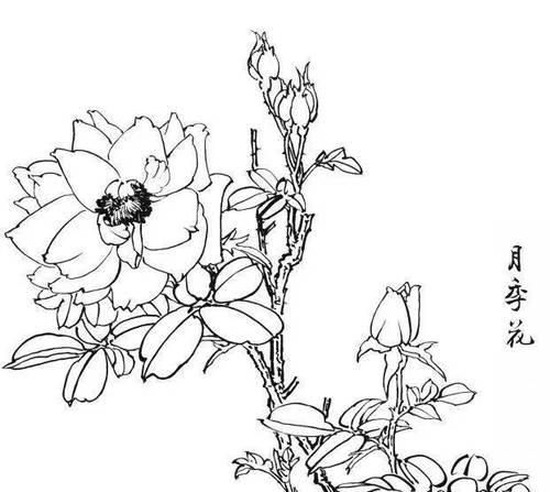 元代白描花卉的图文解释有哪些？如何理解这些花卉的含义？