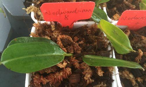 食虫植物怎么清理？清理时需要注意什么？