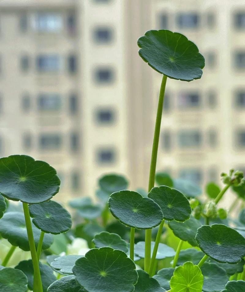 这片地适合种植哪些植物？如何选择合适的植物品种？
