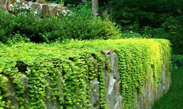 这片地适合种植哪些植物？如何选择合适的植物品种？