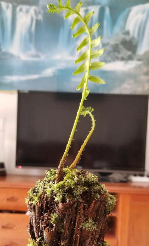 龙虾龙草植物的种类有哪些？