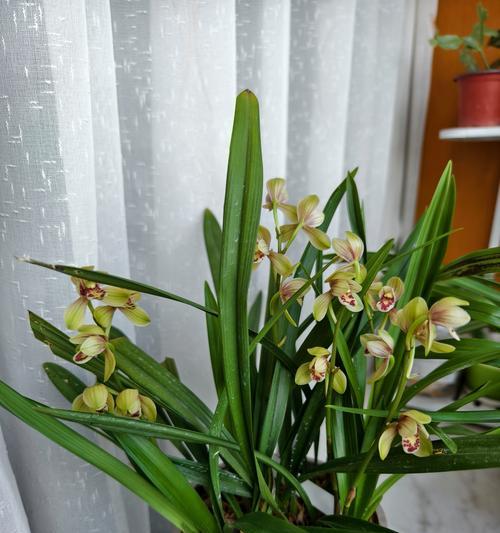 龙虾龙草植物的种类有哪些？