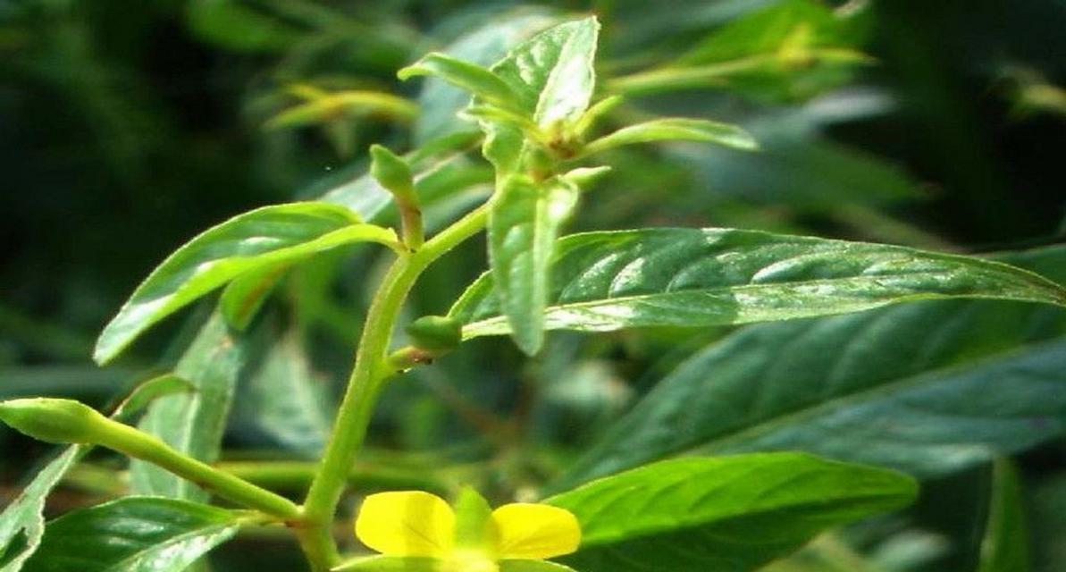 龙虾龙草植物的种类有哪些？