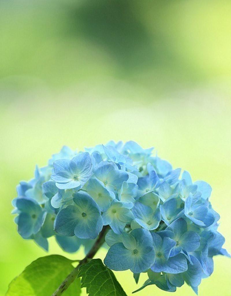类似青色的蒜的花卉有哪些？这些花卉的养护方法是什么？