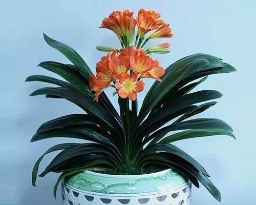 类似青色的蒜的花卉有哪些？这些花卉的养护方法是什么？