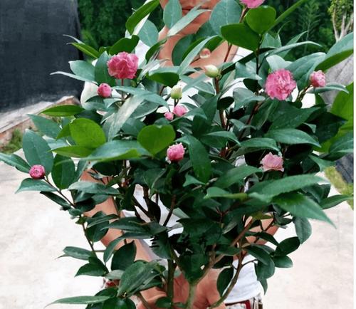 适合在冬天室内种植的花卉有哪些？它们有什么特别的养护要求？
