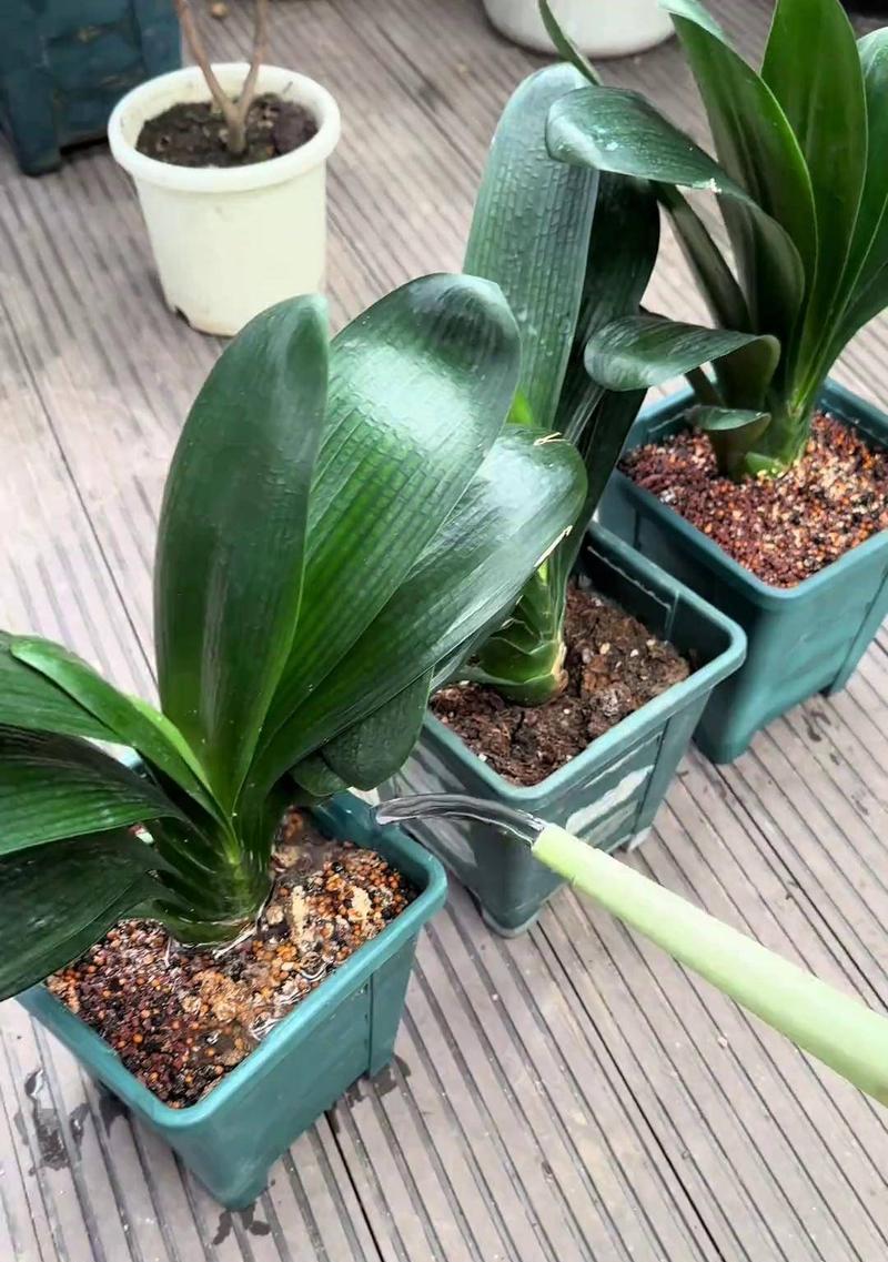 适合在冬天室内种植的花卉有哪些？它们有什么特别的养护要求？