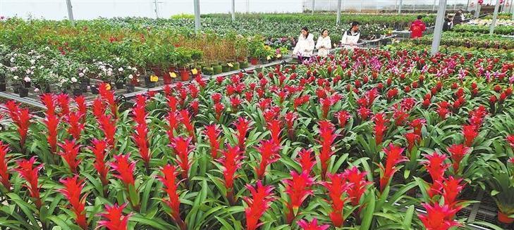临夏地区常见花卉绿植品种有哪些？如何选择适合的植物？