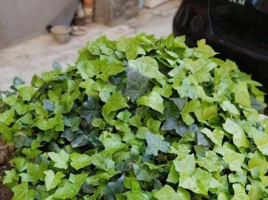 长藤植物有哪些？它们的养护方法是什么？