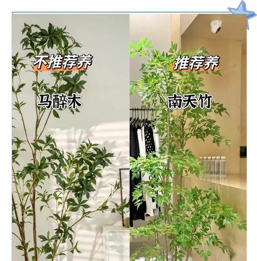 长藤植物有哪些？它们的养护方法是什么？