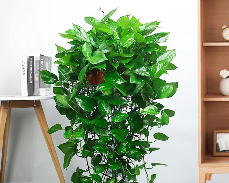 长藤植物有哪些？它们的养护方法是什么？