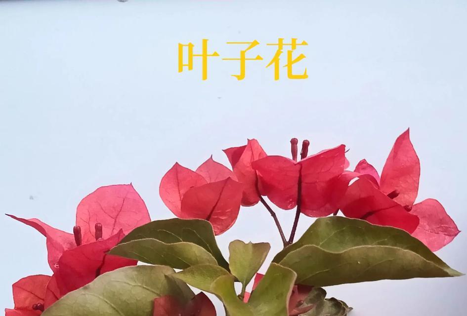 直播花卉应该用什么相机？选择直播花卉相机的要点是什么？