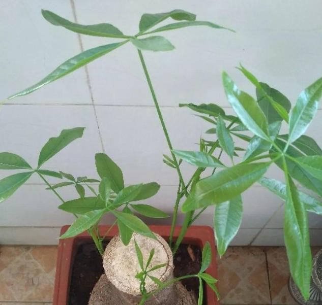 挂钩盆栽绿植怎么养护？如何保持挂钩盆栽的健康生长？