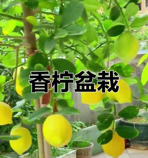 柠檬植物有哪些？它们的香味有何特点？