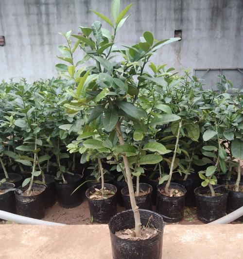 柠檬植物有哪些？它们的香味有何特点？