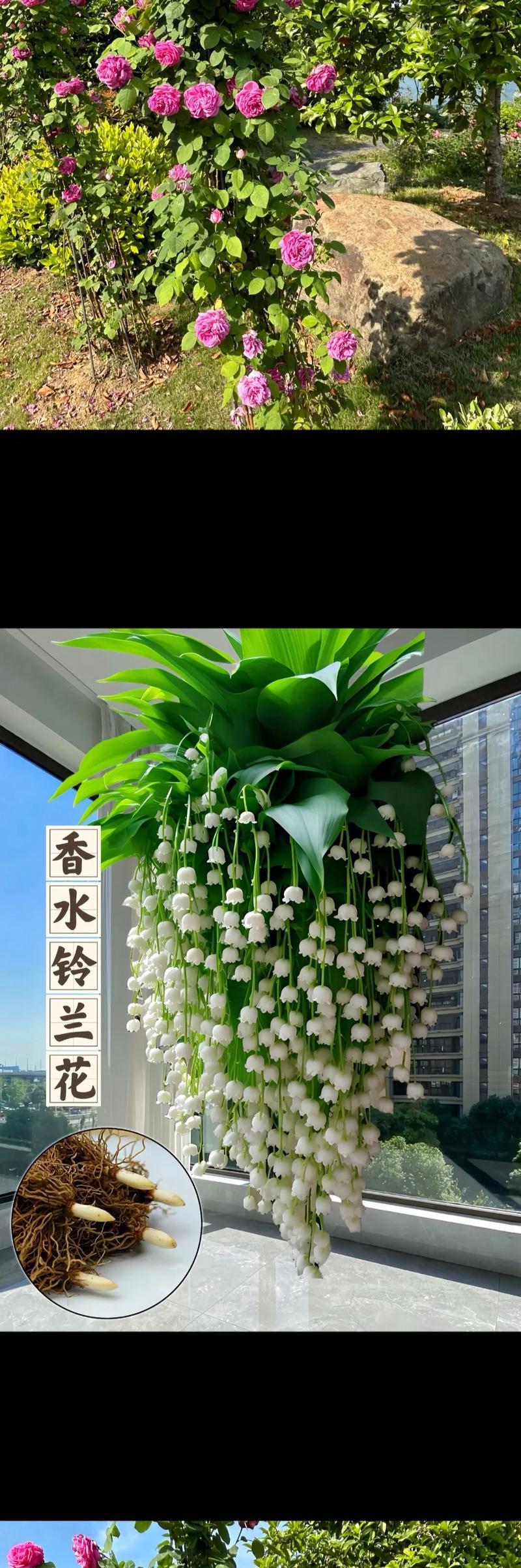 哪些种球花卉几乎不死？如何养护？