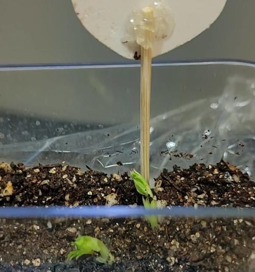 哪些植物适合用于观察种植？
