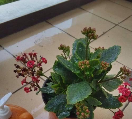 花卉修剪有哪些技巧？如何通过修剪实现爆盆效果？