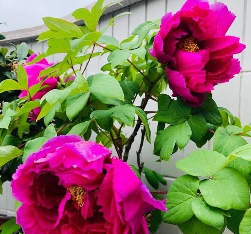 哪些花卉仅需石子就能养活？如何正确养护这些花卉？