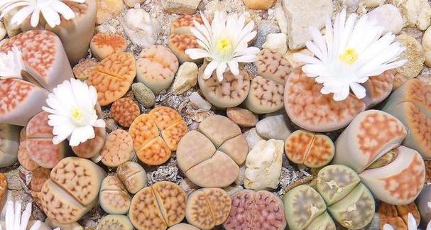 哪些花卉仅需石子就能养活？如何正确养护这些花卉？