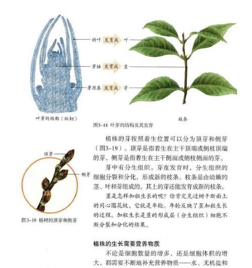 植物怎么画生物？绘制植物生物图有哪些技巧？