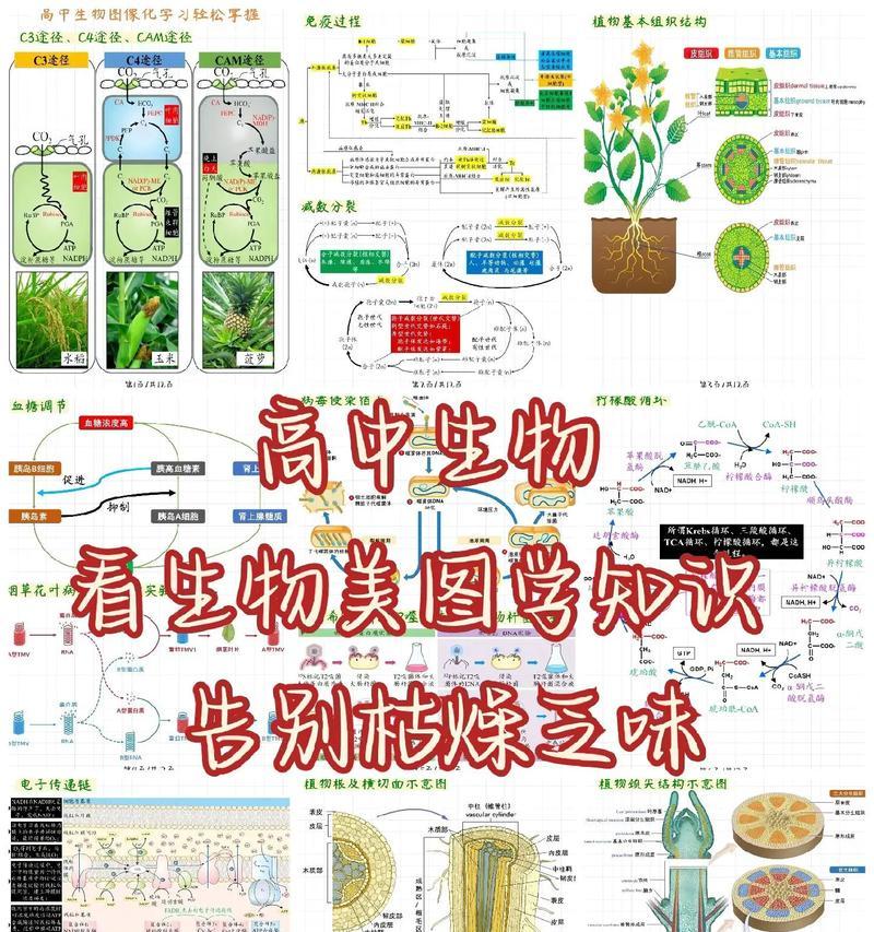 植物怎么画生物？绘制植物生物图有哪些技巧？