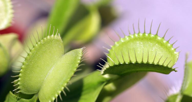 水培植物中有哪些像大蒜或百合？它们的养护方法是什么？
