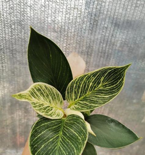 水培植物中有哪些像大蒜或百合？它们的养护方法是什么？