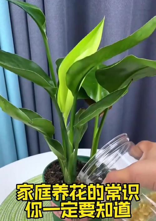 如何正确养植物花？养植物花需要注意哪些事项？
