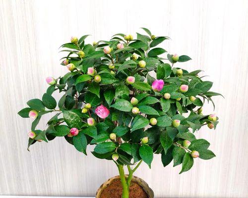 如何正确养植物花？养植物花需要注意哪些事项？