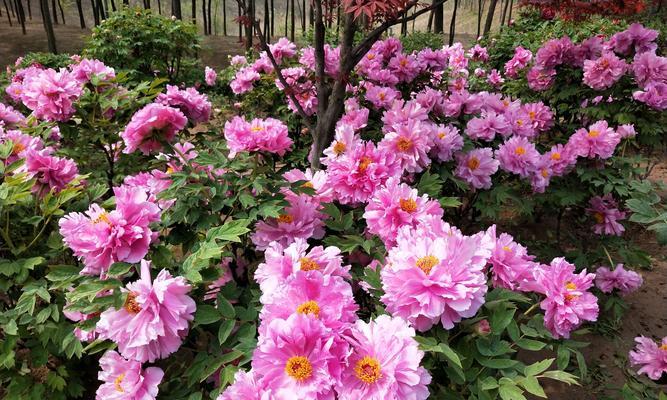 高密花卉市场放假时间是什么时候？节假日期间营业吗？