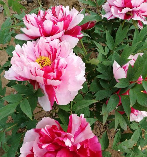 高密花卉市场放假时间是什么时候？节假日期间营业吗？