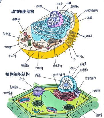 如何简单画出动植物细胞？步骤是什么？