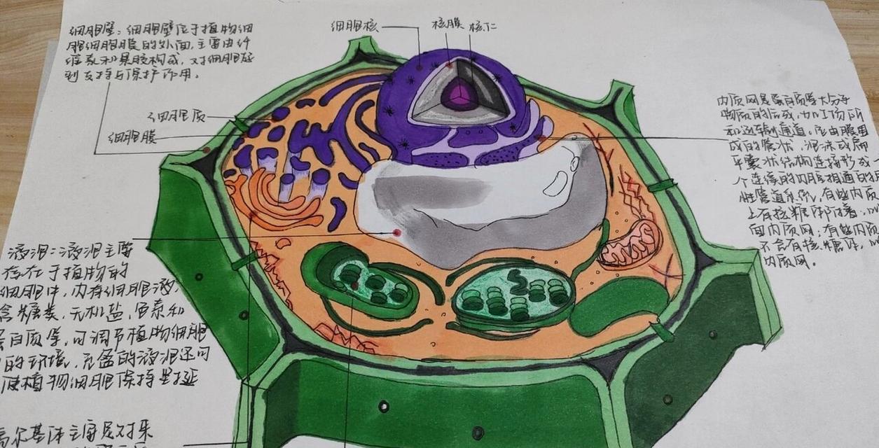 如何简单画出动植物细胞？步骤是什么？