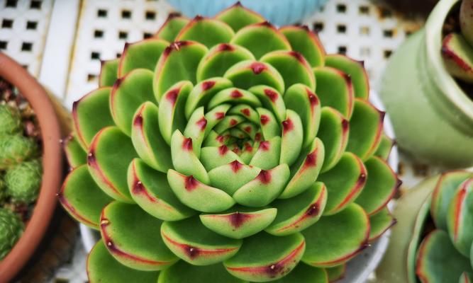 带盆植物浸泡多长时间合适？怎样判断是否足够？