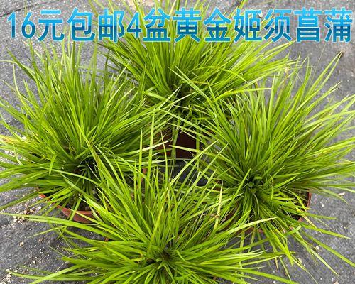 带盆植物浸泡多长时间合适？怎样判断是否足够？