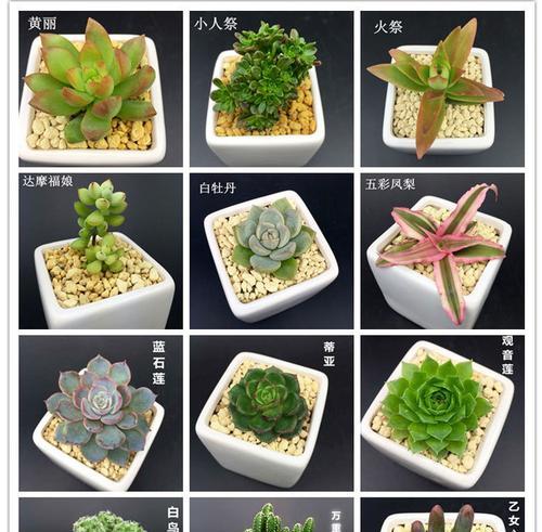 带盆植物浸泡多长时间合适？怎样判断是否足够？