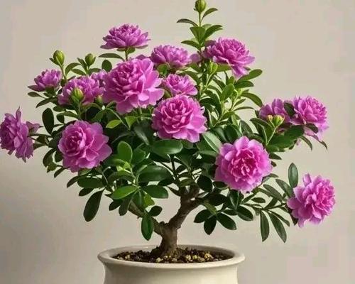 花卉步步高又叫什么？它的别名有哪些？