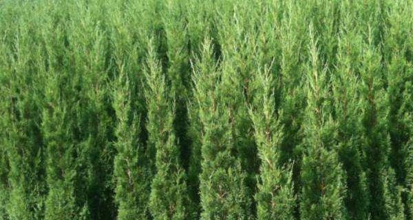 丰荣植物的特点是什么？适合在哪些环境中生长？