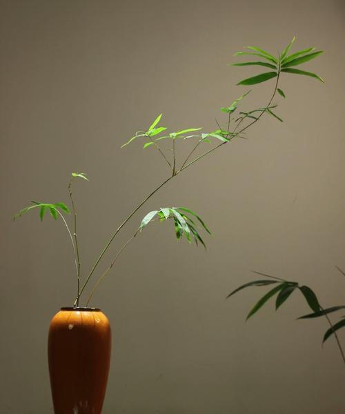 室内竹子土养的植物有哪些？如何正确养护室内竹子？