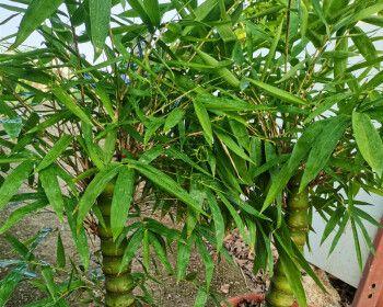 室内竹子土养的植物有哪些？如何正确养护室内竹子？