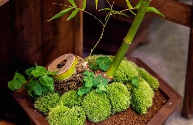 室内竹子土养的植物有哪些？如何正确养护室内竹子？