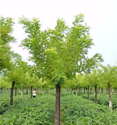 杨木苗木花卉有哪些品种？它们各自的特点是什么？