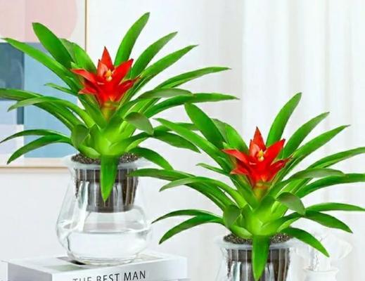 家里适合摆放哪些植物？植物对家居环境有何益处？