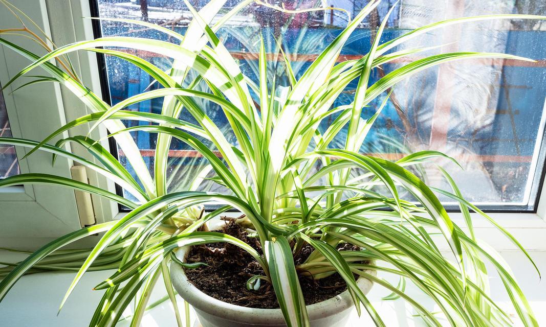 家里适合摆放哪些植物？植物对家居环境有何益处？