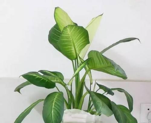 家里适合摆放哪些植物？植物对家居环境有何益处？