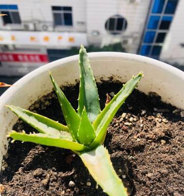 魔法仙女植物有哪些？如何在家中创造魔法氛围？